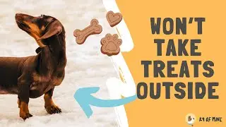 Help! My Dog Won't Take Treats Outside!
