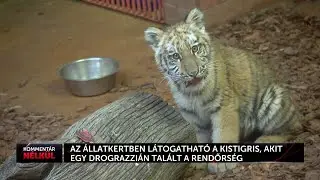 Kamerák kereszttüzében Pablo, a drograzzián talált kistigris - HÍR TV+