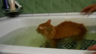 Kurilian Bobtail cat takes a bath