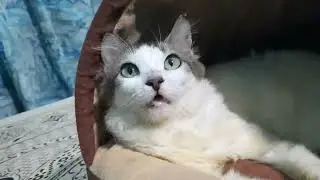 Vlog on my cute cat looking at lizard | cats behavior part 16