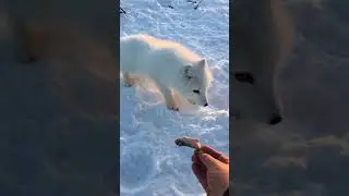 Песец - сверхосторожность!!!