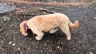 Dog Hiking Adventures with Ice Cream, Sahara, Indie, and Scarlett on 01/08