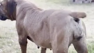 Real Boerboels - The Red Female Boerboel | Best Dog Ever