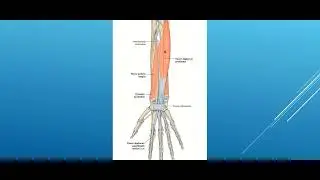 Forearm Muscles (Ant.Compartment)