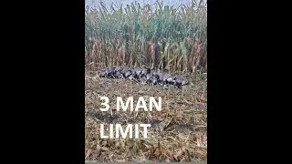 GOOSE HUNTING In Standing Corn - LIMITS