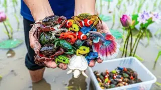 Catching Vibrant Guppies, Angelfish, Colorful Turtles, and Betta Fish in a Mini Pond Aquarium.