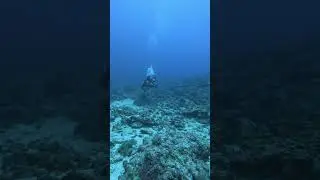 #scubapodcast #scubatravel #scubaadventure #scubadiverlife #ocean #scubadiving #fish