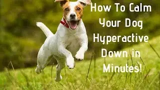 How To Calm Your Dog Hyperactive Down in Minutes!