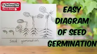 How to draw easy diagram of seed germination step by step