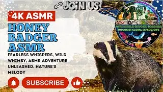 4k BADGER ASMR - PETS WORLD BEYOND BORDERS - HONEY BADGER ASMR - #4K #ASMR