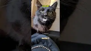 HEWAN KETIKA TERKENA RABIES part 4