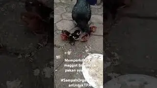 #PakanTernakMurah #sampahorganikbukanuntuktpa #KTHrumahkaum
