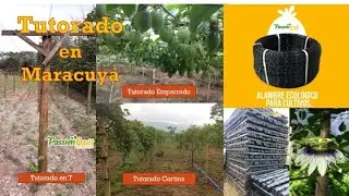 Tutorado en Maracuy&aacute; / Tutoring system in Passion fruit / Репетиторская система в Маракуйе / 百香果