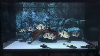 Blue Hook Silver Dollar Fish