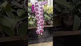 Anggrek bulan super premium #orchid