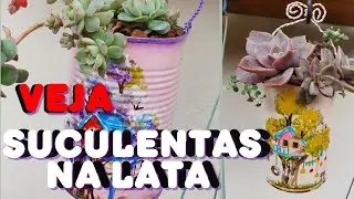 SUCULENTAS CULTIVADAS EM LATAS