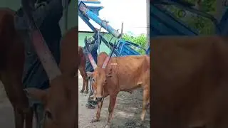 Mattu Pongal Whatsapp Status Tamil 2026 | Cow Pongal Status Mattu Pongal Status 2026 | Bullock Media