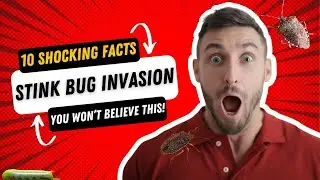 Stink Bug Invasion 10 Shocking Facts That Will Make Your Skin Crawl! 🐛🏠
