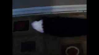 Rainbow Glow Tail Demo