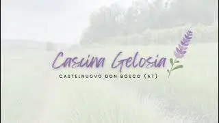 Passeggiando tra lavanda e girasoli. Cascina Gelosia Castelnuovo Don Bosco!
