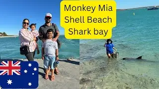 Monkey Mia Adventure with Family | Western Australia&rsquo;s Best: Dolphins + Drones! | Morning Dolphins