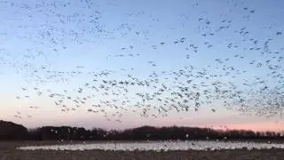 Snow geese at the Pungo Unit of the Pocosin Lakes NWR