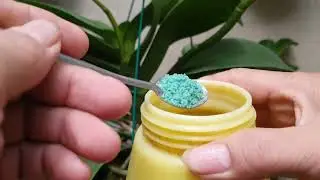 Bạn Phải Sử Dụng Phân Bón Này Khi Lan Hồ Điệp Ra Hoa