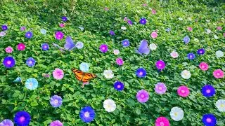 How Morning Glory Supports Food Crops, Rewilding & Native Life | Permaculture