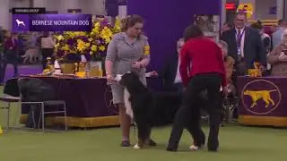 Bernese Mountain Dogs | Breed Judging 2026