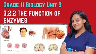 Grade 11 Biology Unit 3: 3.2.2 The function of enzymes | Saquama