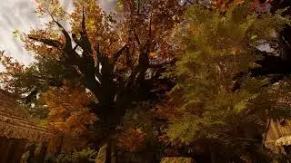 New trees and lighting demo - Ascent Quest VR MMO