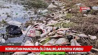 Ey&uuml;psultan'da g&ouml;lette yosun patlaması: &Ccedil;ok sayıda balık telef oldu