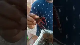 How to tame a crawfish
