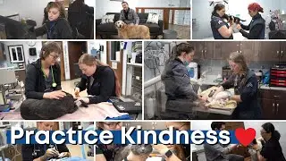 Practice Kindness at Your Veterinary Clinic | Tier 1 Vet | Alaska