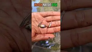 Wild-Caught Native Fish for My Aquarium | Dwarf Gourami, Indian Flying Barb, and Badis Badis