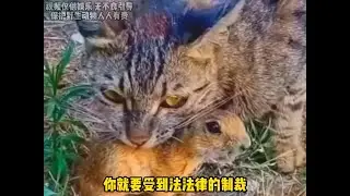 搞笑动物系列第9集-猫老六：都怪你托我后腿！#搞笑 #animals #pets #搞笑 #科普 #cat #科普 #funny #萌宠 #萌宠#萌寵 #貓咪 #萌寵 #貓咪 #寵物 #寵物
