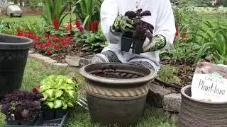 Planting Coleus and the Result // Hangout With Annie #foryou #pleasesubscribe #flowergardens