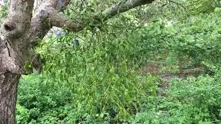 Mistletoe (Viscum album) - infection in Apple tree - April 2018