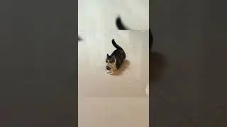 Guy Dancing with Glowing Cat! 😂 | Funny Kitten Moments #SillyKitten #CleanCat #DanceVibes