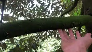 Cổ bông đầu tiên HỎNG BEN 