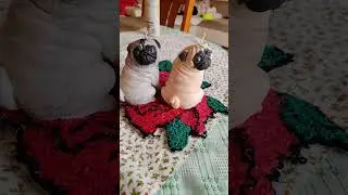 Mopsz &eacute;s tacsi gyerty&aacute;k k&eacute;sz&uuml;lnek ak&aacute;r k&eacute;p alapj&aacute;n is. 😊