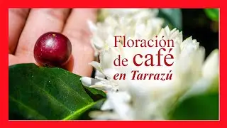 ▶ Floraci&oacute;n de caf&eacute; en Tarraz&uacute;