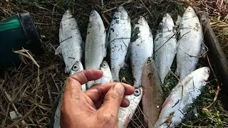 #bandeng UMPAN JITU DAN AMPUH MANCING IKAN BANDENG LIAR