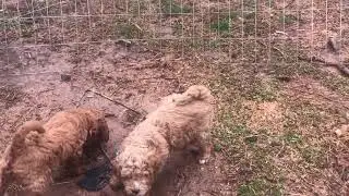 Potty training 6 and 7 week old doodles outside... until ATAT turns off my camera with his nose😂.