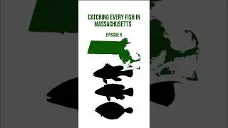 Catching Every Fish in Massachusetts | Episode 6 #fishing #seabass #flounder #capecod #massachusetts