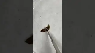 Plan&aacute;ria no microsc&oacute;pio