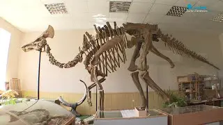 Динозавры из Приамурья: кто и как изучает древних животных в Благовещенске