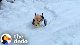 Ничто не мешает этому щенку в инвалидной коляске играть в снегу | The Dodo