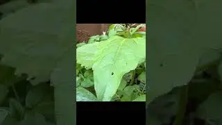 Catching insects in the garden  got Mantis Caterpillars Larva WhiteTadpoles Betta fish 046