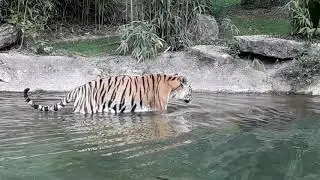 1 La fauna al PARCO NATURA VIVA VERONA